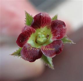 Female flower